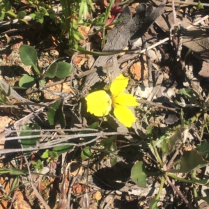 Goodenia hederacea at Kambah, ACT - 2 Oct 2020 04:42 PM