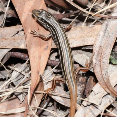 Ctenotus taeniolatus (Copper-tailed Skink) at Acton, ACT - 2 Oct 2020 by TimL