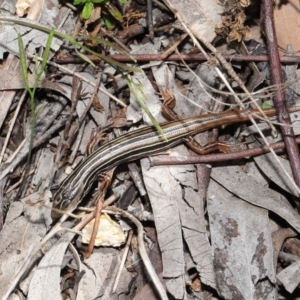 Ctenotus taeniolatus at Acton, ACT - 2 Oct 2020