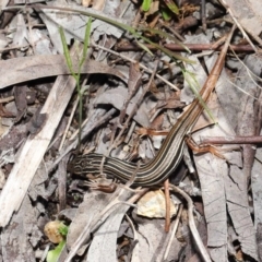 Ctenotus taeniolatus at Acton, ACT - 2 Oct 2020