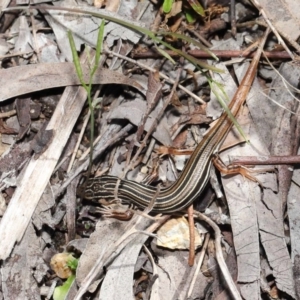 Ctenotus taeniolatus at Acton, ACT - 2 Oct 2020