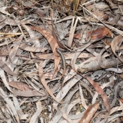 Ctenotus taeniolatus at Acton, ACT - 2 Oct 2020