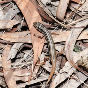 Ctenotus taeniolatus at Acton, ACT - 2 Oct 2020