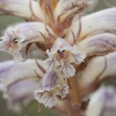 Orobanche minor (Broomrape) at Michelago, NSW - 27 Nov 2010 by Illilanga