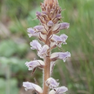 Orobanche minor at Michelago, NSW - 27 Nov 2010 06:05 PM