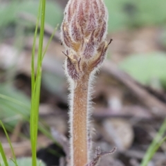 Orobanche minor at Michelago, NSW - 27 Nov 2010 06:05 PM