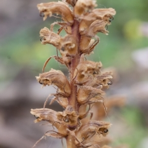 Orobanche minor at Michelago, NSW - 27 Nov 2010 06:05 PM