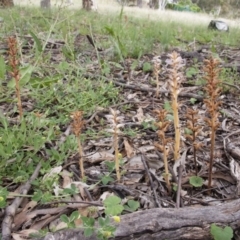 Orobanche minor at Michelago, NSW - 27 Nov 2010