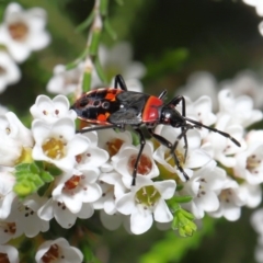 Dindymus versicolor (Harlequin Bug) at ANBG - 2 Oct 2020 by TimL
