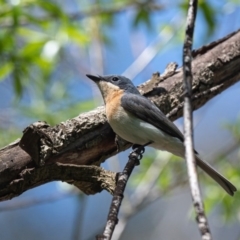 Myiagra cyanoleuca (Satin Flycatcher) at Canyonleigh, NSW - 3 Oct 2020 by NigeHartley