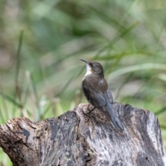 Cormobates leucophaea (White-throated Treecreeper) at Penrose, NSW - 12 Aug 2020 by NigeHartley