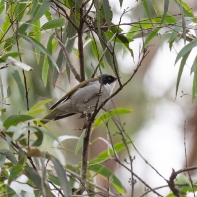 Melithreptus lunatus (White-naped Honeyeater) at Penrose - 12 Aug 2020 by NigeHartley