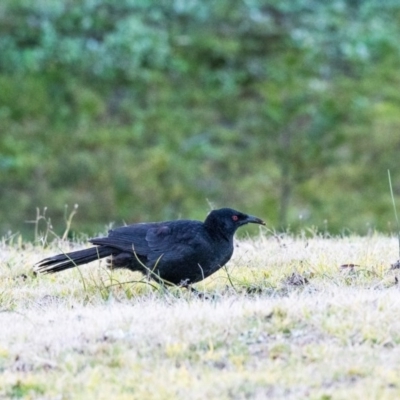 Corcorax melanorhamphos (White-winged Chough) at Penrose - 21 Jul 2020 by NigeHartley