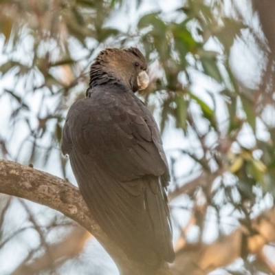 Calyptorhynchus lathami (Glossy Black-Cockatoo) at Wingello, NSW - 21 Jul 2020 by NigeHartley