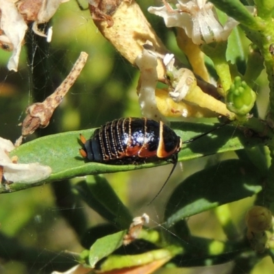 Ellipsidion australe (Austral Ellipsidion cockroach) at Conder, ACT - 20 Nov 2016 by michaelb