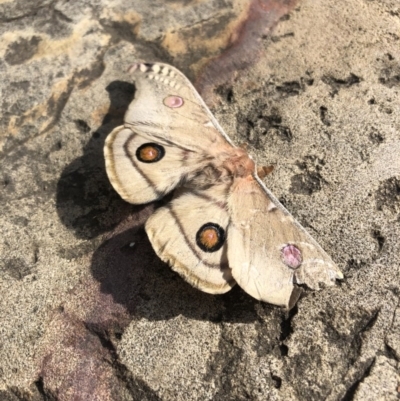 Opodiphthera eucalypti (Emperor Gum Moth) at Acton, ACT - 3 Oct 2020 by Lisa.Jok