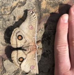 Opodiphthera eucalypti at Acton, ACT - 4 Oct 2020