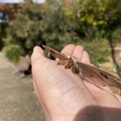 Opodiphthera eucalypti at Acton, ACT - 4 Oct 2020