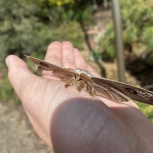 Opodiphthera eucalypti at Acton, ACT - 4 Oct 2020