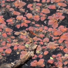 Azolla pinnata (Ferny Azolla) at Bruce, ACT - 19 Jan 2020 by HarveyPerkins