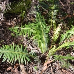 Blechnum nudum (Fishbone Water Fern) at Fitzroy Falls - 2 Oct 2020 by plants