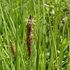 Carex gaudichaudiana at Paddys River, ACT - 3 Oct 2020