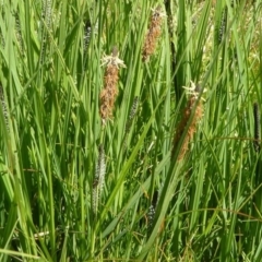 Carex gaudichaudiana at Paddys River, ACT - 3 Oct 2020