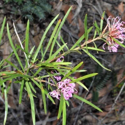 Grevillea linearifolia (Linear Leaf Grevillea) at Fitzroy Falls, NSW - 2 Oct 2020 by plants