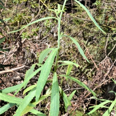 Senecio linearifolius (Fireweed Groundsel, Fireweed) at Fitzroy Falls - 2 Oct 2020 by plants