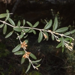 Oxylobium arborescens (Golden Shaggy Pea) at Meryla, NSW - 3 Oct 2020 by plants