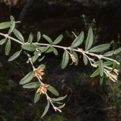 Oxylobium arborescens (Golden Shaggy Pea) at Meryla, NSW - 2 Oct 2020 by plants