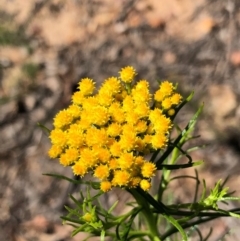 Chrysocephalum semipapposum (Clustered Everlasting) at Bruce, ACT - 3 Oct 2020 by goyenjudy