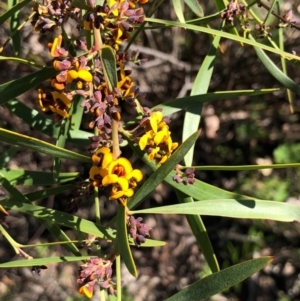 Daviesia mimosoides at Bruce, ACT - 3 Oct 2020