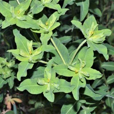 Euphorbia helioscopia (Sun Spurge) at Manchester Square, NSW - 3 Oct 2020 by plants