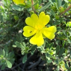 Hibbertia obtusifolia (Grey Guinea-flower) at Bruce, ACT - 3 Oct 2020 by goyenjudy