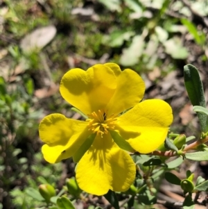 Hibbertia obtusifolia at Bruce, ACT - 3 Oct 2020