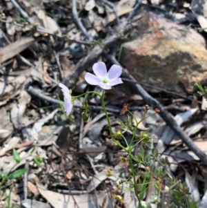 Drosera auriculata at Bruce, ACT - 3 Oct 2020