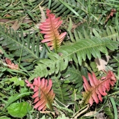 Blechnum neohollandicum (Prickly Rasp Fern) at  - 3 Oct 2020 by plants