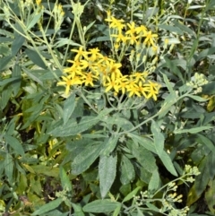 Senecio linearifolius (Fireweed Groundsel, Fireweed) at - 2 Oct 2020 by plants