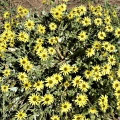 Arctotheca calendula (Capeweed, Cape Dandelion) at Moss Vale - 3 Oct 2020 by plants