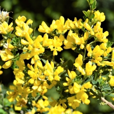 Genista monspessulana (Cape Broom, Montpellier Broom) at Moss Vale, NSW - 2 Oct 2020 by plants