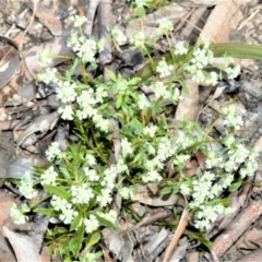 Poranthera microphylla (Small Poranthera) at Fitzroy Falls - 3 Oct 2020 by plants