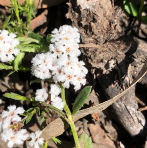 Leucopogon sp. at Bruce, ACT - 3 Oct 2020