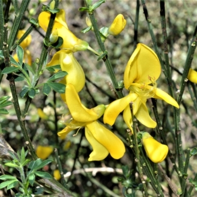 Cytisus scoparius subsp. scoparius (Scotch Broom, Broom, English Broom) at Robertson - 2 Oct 2020 by plants