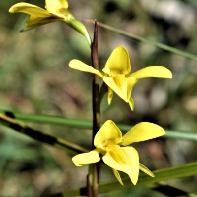 Diuris chryseopsis (Golden Moth) at Fitzroy Falls - 3 Oct 2020 by plants