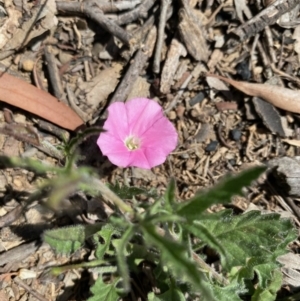 Convolvulus angustissimus subsp. angustissimus at Hughes, ACT - 4 Oct 2020 01:58 PM