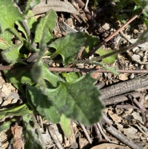 Convolvulus angustissimus subsp. angustissimus at Hughes, ACT - 4 Oct 2020