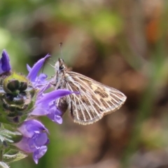 Herimosa albovenata (White-veined Sand-skipper) at Theodore, ACT - 4 Oct 2020 by Owen