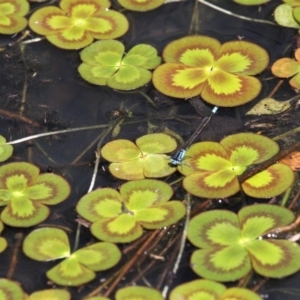 Marsilea mutica at Monash, ACT - 4 Oct 2020