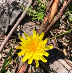 Microseris walteri at Bruce, ACT - 3 Oct 2020